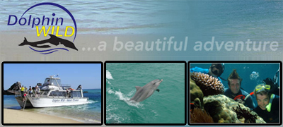 Dolphin Wild Cruises Moreton Bay