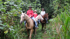 Cow Bay Horse Rides